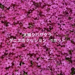 ミシェル様 リクエスト 3点 まとめ商品