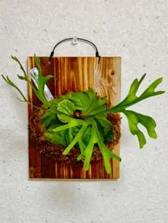 2025年最新】リドレイ 胞子培養の人気アイテム - メルカリ