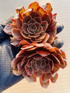す*ず様 レッドベルベット2苗 大苗 多肉植物 アエオニウム カット苗
