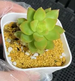 2026年最新】多肉 植物 抜き 苗の人気アイテム - メルカリ