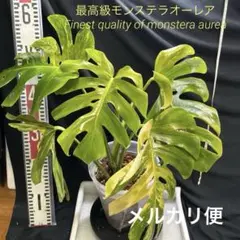 メロちゃ様 リクエスト 2点 まとめ商品