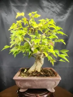 白木盆栽園 石付き楓 樹高23センチ小品盆栽紅葉モミジ欅ケヤキ観葉植物