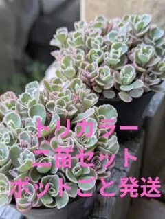 トリカラー 二苗セットのサムネイル