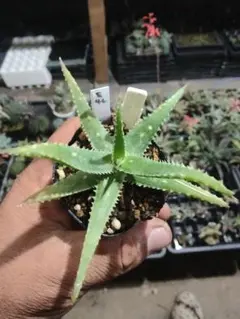 クニさぁ様 リクエスト 3点 まとめ商品