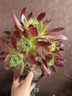 タ*ー様 鳳凰錦 アエオニウム 抜き苗 多肉植物 - メルカリ