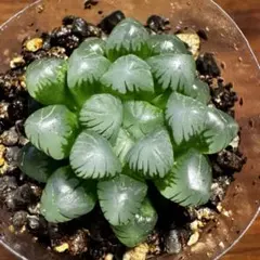 ビッグママ様 リクエスト 2点 まとめ商品