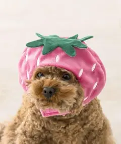 3coins ランダムかぶりもの ペット 犬　いちご