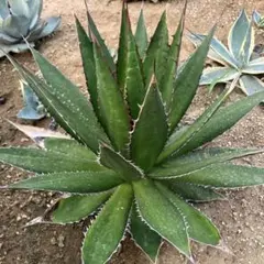 アガベ US シャウィー ドライガーデン 地植えアガベ カキコ - メルカリ