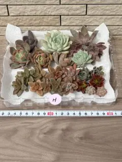 Zuko様 リクエスト 2点 まとめ商品