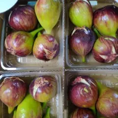 城陽産イチジク一箱4パックのサムネイル
