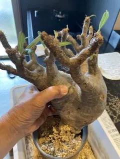 パキポディウム グラキリス 現地球 2頭トトロ型 塊根植物 鉢ごと発送