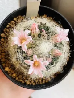 2026年最新】マミラリアの人気アイテム - メルカリ