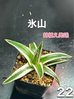 ⑧アガベ　笹の雪　中斑　特選株　検索　氷山 Yahoo!オークション - 斑入り アガベ 笹の雪 氷山 | variegated