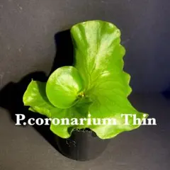 2025年最新】コロナリウム thinの人気アイテム - メルカリ