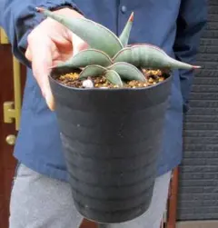 2025年最新】サンスベリア ロリダの人気アイテム - メルカリ