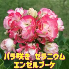 バラ咲き　ゼラニウム　エンゼルブーケ　根つきのサムネイル