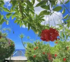 soramame様 リクエスト 2点 まとめ商品