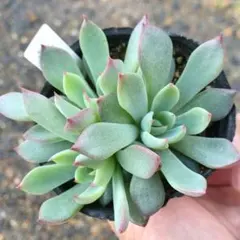 ❤️専用出品❤️おらいさん苗　ミックスベリア　　　❤️赤鬼❤️発根開始♪　札なし 2025年最新】おらいさん苗 赤鬼の人気アイテム - メルカリ