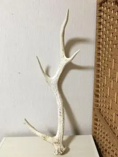 鹿の角 鹿のツノ 日本鹿 約56センチ