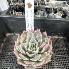 多肉植物 ブラックストライプ錦 F - メルカリ