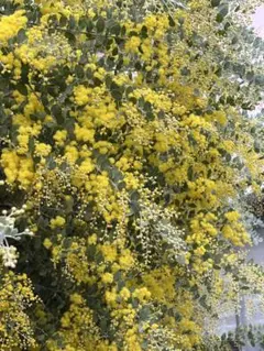 本日限り価格！パールミモザ！アカシア 90サイズ　保水あり！ 箱いっぱい！