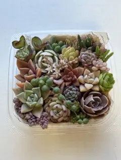 156 花火入り多肉植物 寄せ植えセット - メルカリ
