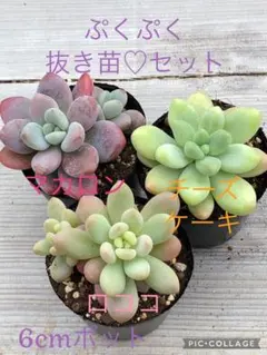 Towa様 リクエスト 2点 まとめ商品