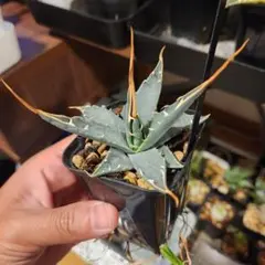 2026年最新】エボリスピナ の人気アイテム - メルカリ