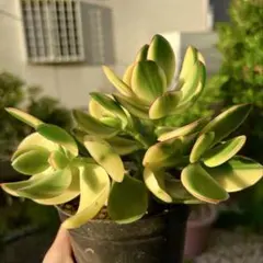 2025年最新】花月 金のなる木の人気アイテム - メルカリ