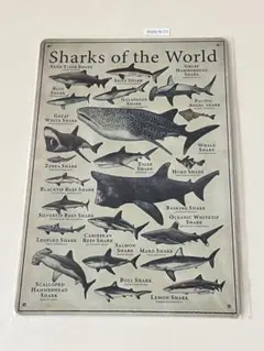 サメ 図鑑デザイン ブリキ看板