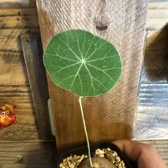 toshi様 リクエスト 2点 まとめ商品