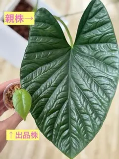 ルクレ様 リクエスト 2点 まとめ商品