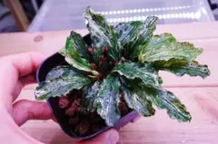 2026年最新】ブセファランドラ 斑入りの人気アイテム - メルカリ