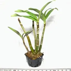 【苗】Aデンドロビウム スペシオキンギアナム 紫系 新芽有り 洋ラン１株のサムネイル