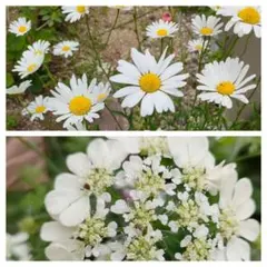 フランス菊種とオルレア種