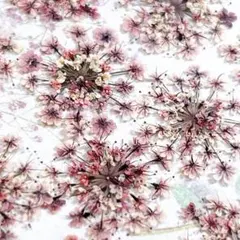 푸시 꽃 소재 * 레이스 플라워 멀티 컬러 3