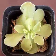 虫取りスミレ花色ピンク