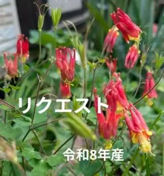 森ママ様 リクエスト 6点 まとめ商品