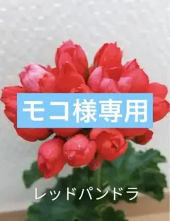 J＊モコ様 リクエスト 2点 まとめ商品