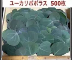 フレッシュ❣️ ユーカリポポラス リーフ 500枚以上 ネコポス発送