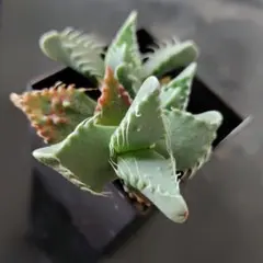 43.フォーカリア(四海波）抜き苗 多肉植物のサムネイル