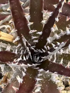 2026年最新】dyckia ディッキアの人気アイテム - メルカリ