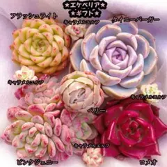 kaorin様 リクエスト 2点 まとめ商品