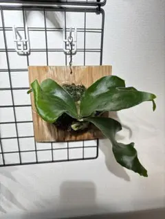 2026年最新】ビカクシダ ヒリーの人気アイテム - メルカリ