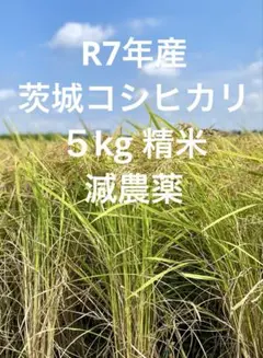 R7年産 茨城県央コシヒカリ５kg精米のサムネイル