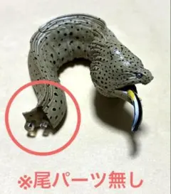 キツネブンブク セイタカブンブクのセット ウニ標本 ウニ殻標本 標本