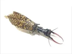 2026年最新】オオキバヘビトンボの人気アイテム - メルカリ