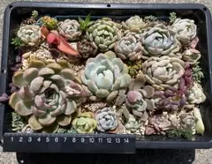 ひまちゃん♡様 リクエスト 5点 まとめ商品