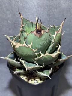 Agave アガベ 実生 国内実生 現地株 ノーネーム オテロイ オアハカ