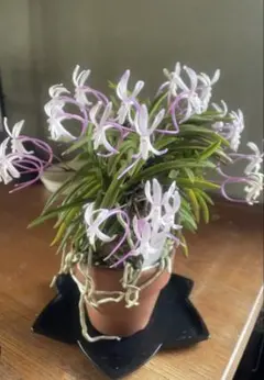 富貴蘭　(仮称) 小豆島桜　1条のサムネイル